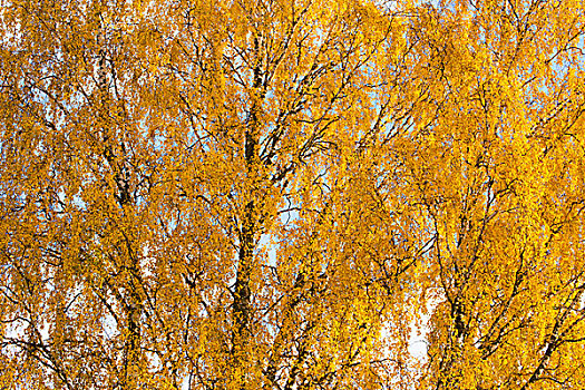 桦树,秋天,黄叶