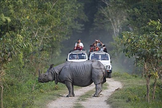 印度犀,印度犀牛,站立,道路,游客,交通工具,卡齐兰加国家公园,印度