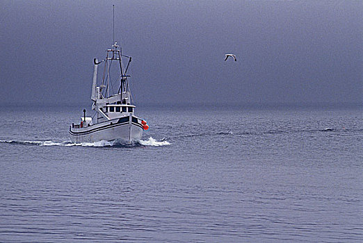 渔船,芬地湾,大马南岛,新布兰斯维克,加拿大