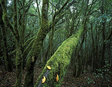 加拉霍艾国家公园,月桂树,加纳利群岛,西班牙