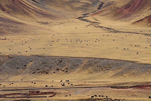 西藏那曲比如县的红土牧场