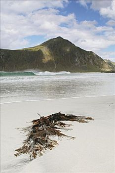 藻类,海滩,罗弗敦群岛,挪威