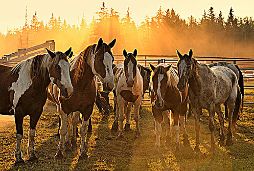 牧群,家养马,站立,逆光,落日,乡村,艾伯塔省,加拿大