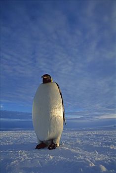 帝企鹅,独特,海冰,午夜,黎明,冰架,威德尔海,南极