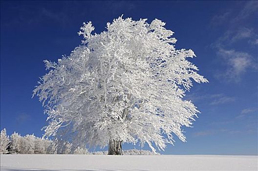 积雪,山毛榉树,黑森林,巴登符腾堡,德国