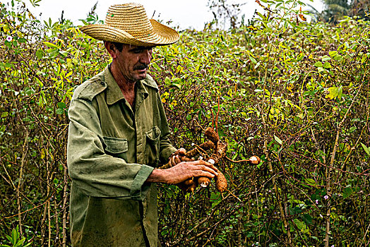 古巴,农民,收获,树薯