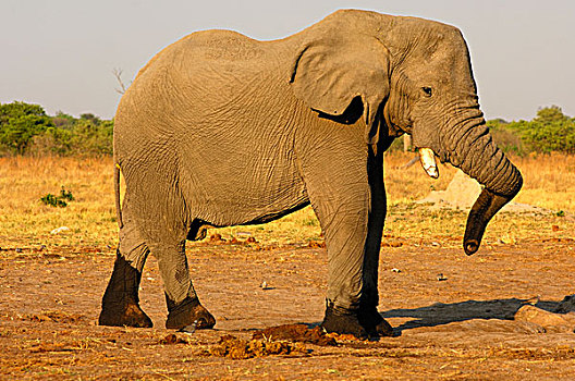 非洲,灌木,大象,非洲象,公象,站立,双腿交叉,象鼻,扭曲,萨维提,国家公园,博茨瓦纳