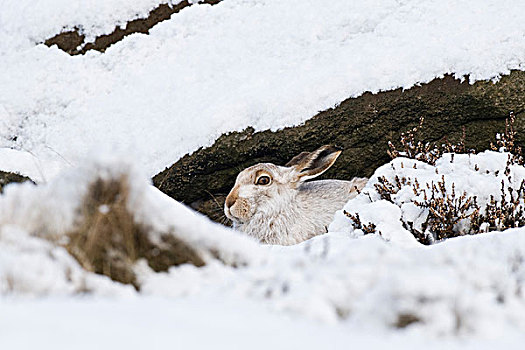 山,野兔,成年,白大褂,雪,遮盖,石头,高沼地,德贝郡,英格兰,英国,欧洲