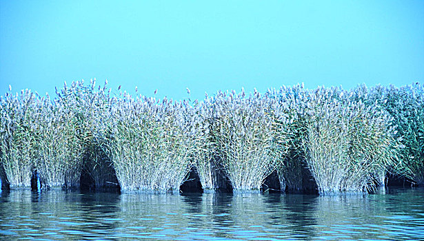 沙湖,湖,芦苇