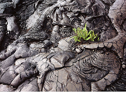 植物,火山岩