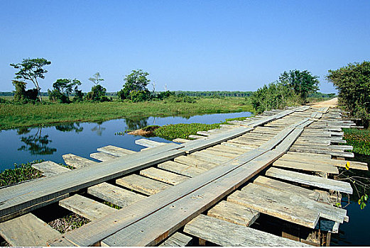 木桥,潘塔纳尔,巴西