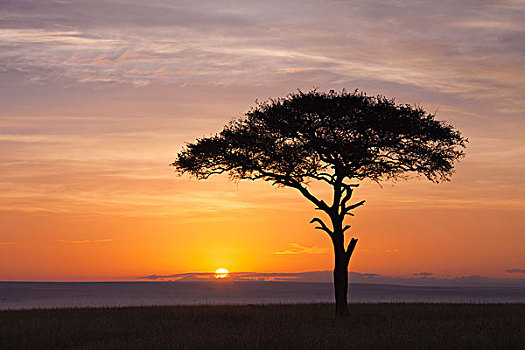 观,金合欢树,剪影,反对,美丽的日出,马赛玛拉国家保护区,肯尼亚,非洲