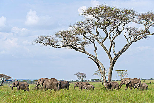 非洲,灌木,大象,非洲象,塞伦盖蒂,坦桑尼亚