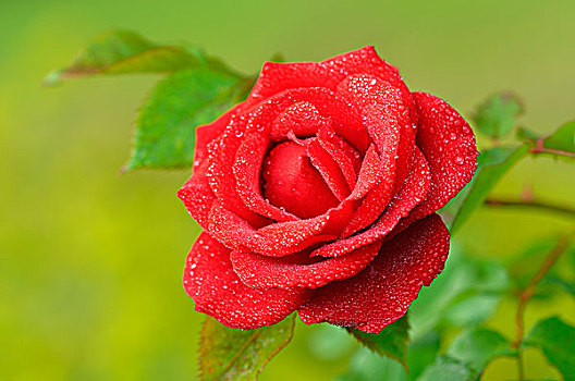 红玫瑰,粉色,雨滴,品种,北莱茵威斯特伐利亚,德国,欧洲