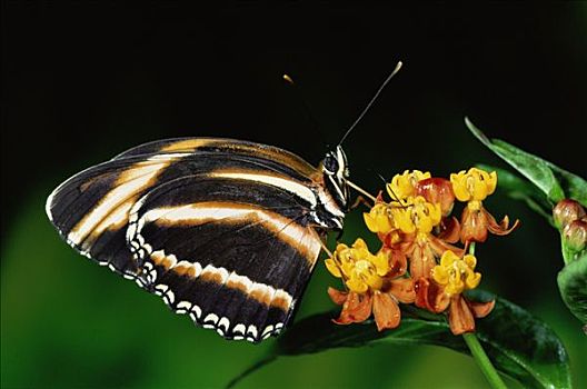 蝴蝶,进食,花,马利筋属,雨林,哥斯达黎加