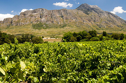 山,葡萄园,酒用葡萄种植区,南非,非洲