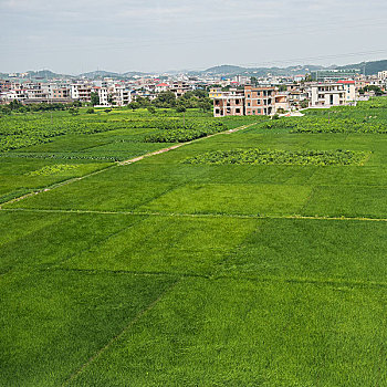 漂亮,场景,中国,乡村,绿色,农场