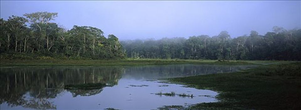 热带雨林,排列,湖,玛努国家公园,亚马逊河,秘鲁