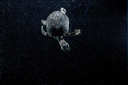 水下,俯视,泥,海龟