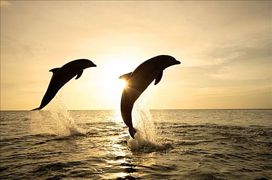 普通,宽吻海豚,一对,成年,跳跃,室外,水,日落,加勒比海,洪都拉斯,中美洲