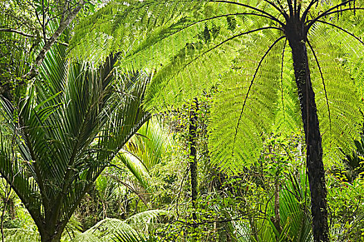 灌木,靠近,帕帕罗瓦国家公园,西海岸,南岛,新西兰