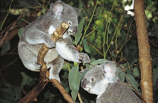 树袋熊,哺乳动物,有袋动物,伴侣,树上,澳大利亚,动物