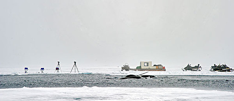独角鲸,一角鲸,游动,北极,湾,加拿大