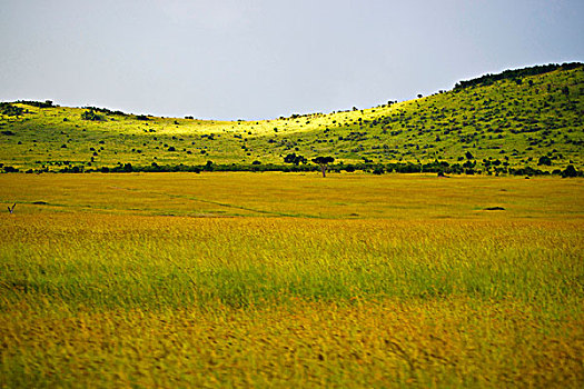 草地,马赛马拉国家保护区