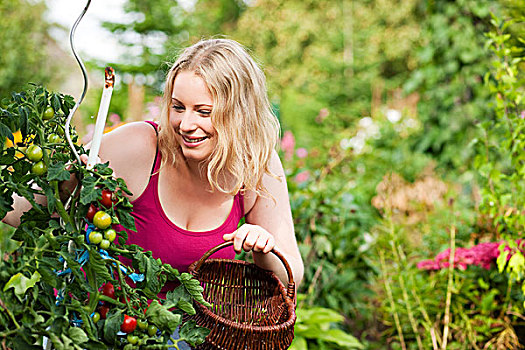 园艺,美女,收获,新鲜,西红柿,花园,晴天