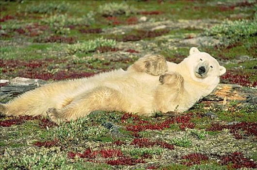 北极熊,慵懒,曼尼托巴,加拿大