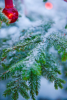 红色,圣诞灯光,悬挂,冷杉,积雪,特写