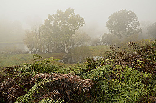 风景,雾,维多利亚,澳大利亚
