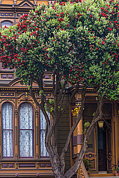 红色,花,橡胶树,维多利亚风格,家,靠近,阿拉摩广场,旧金山,加利福尼亚,美国