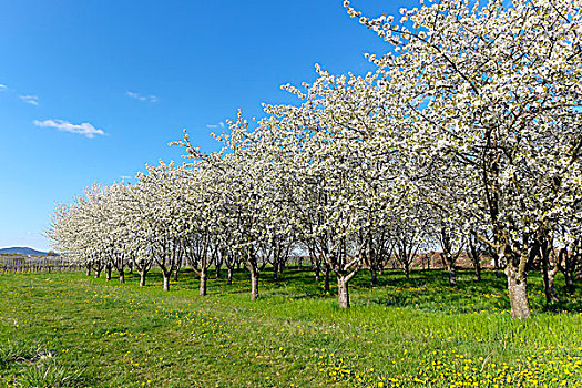 花,樱桃树,甜樱桃,南方,普拉蒂纳特,莱茵兰普法尔茨州,德国,欧洲