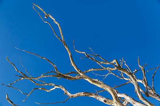 枝条,枯木,伸展,蓝天