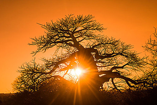 猴面包树,逆光,林波波河,省,南非,非洲