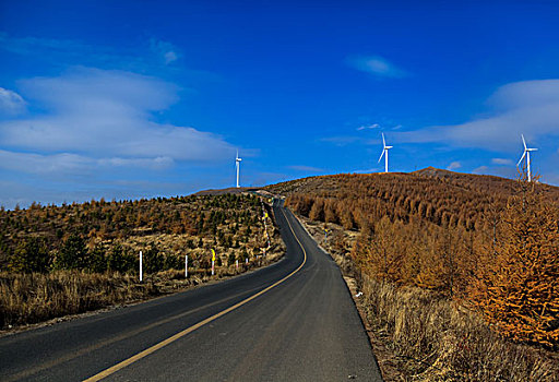 穿过松树林的道路