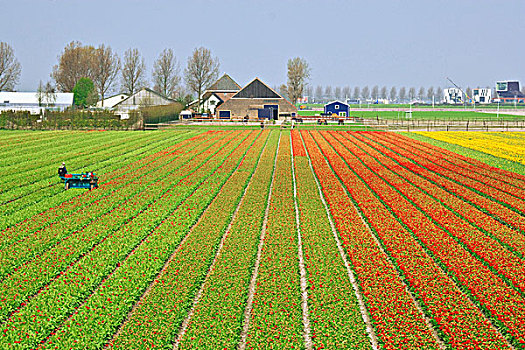荷兰,郁金香,农场,花圃