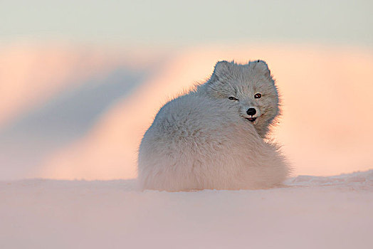 北极狐,斯匹次卑尔根岛,斯瓦尔巴特群岛,挪威