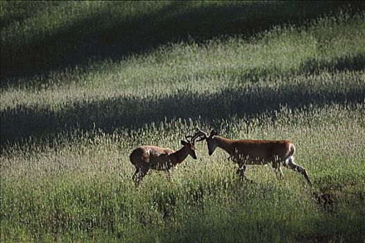 白尾鹿,幼小,公鹿,打斗,落基山脉,北美