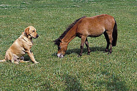 拉布拉多犬,成年,美洲,微型,马