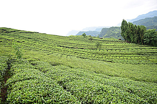 茶园美景