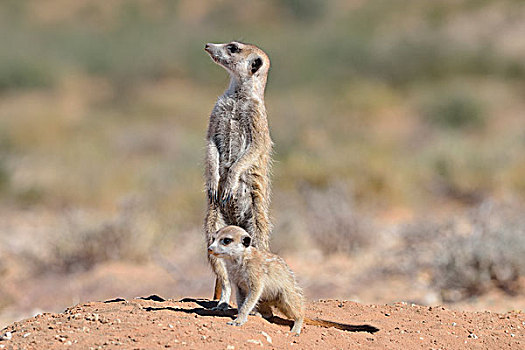 猫鼬,成年,雄性,专注,幼仔,洞穴,入口,卡拉哈迪大羚羊国家公园,北开普,南非,非洲