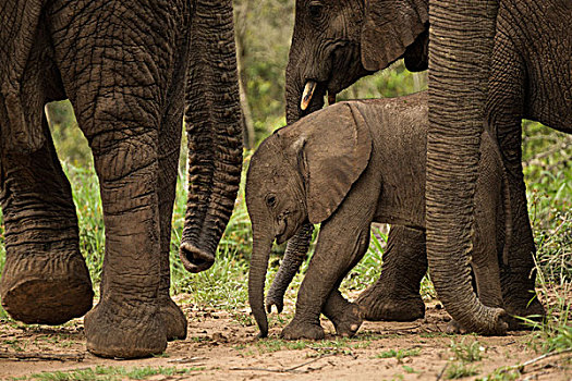 小象,成年,禁猎区,南非
