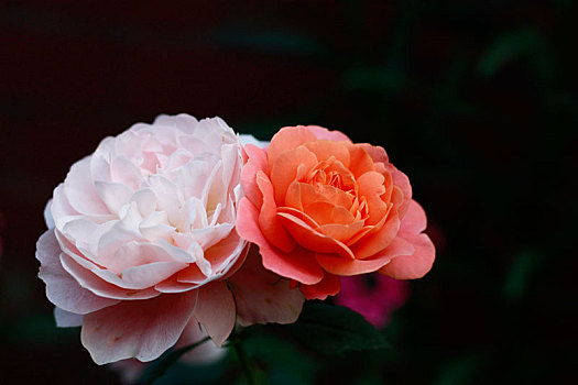 多色玫瑰和蔷薇