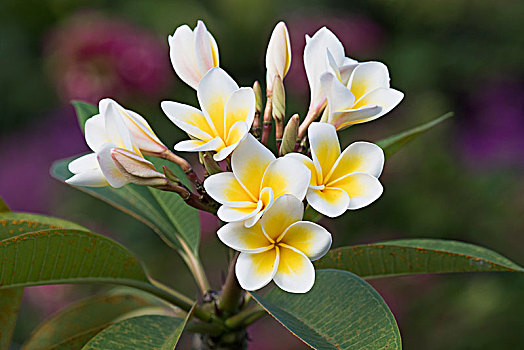 鸡蛋花,阿尔巴,花,塞舌尔,非洲