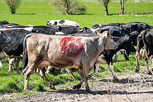 母牛,丹麦,环境,品质,走,绿色,草地,春天