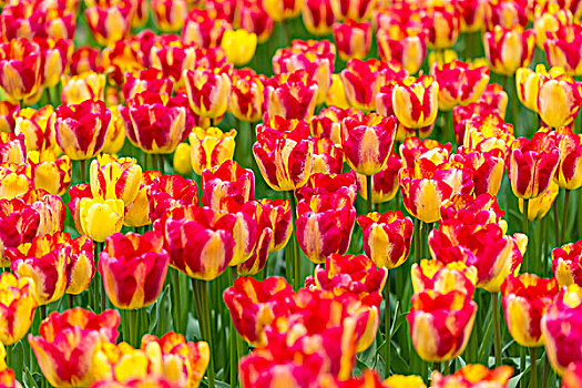 红色,黄色,多彩,郁金香,春天,库肯霍夫花园,荷兰南部,荷兰