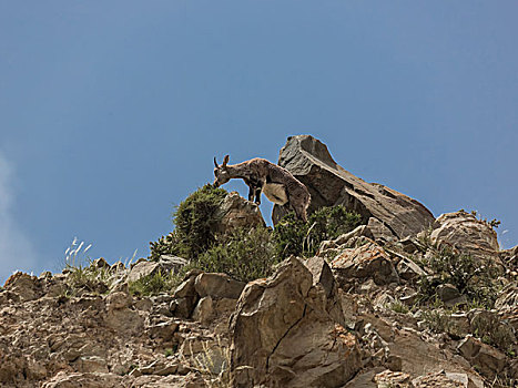 贺兰山岩羊