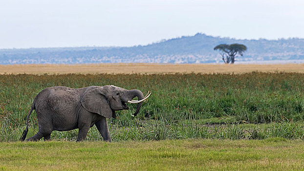 非洲象,沼泽,安伯塞利国家公园,肯尼亚,非洲